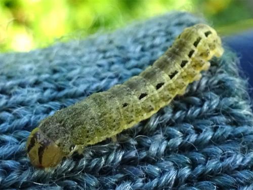 Noctua pronuba